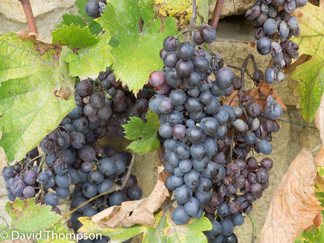 %_tempFileName2014-09-21_02_Chateau_Saint_Privat-9211315%