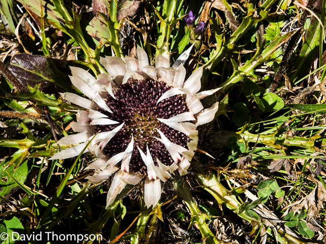 %_tempFileName2014-09-07_Refuge_des_Mottets_to_Courmayeur-9072134%