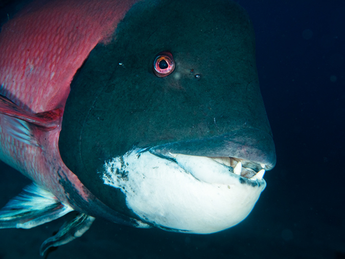 %_tempFileName2014-10-13_Avalon_Dive_Park-130023%