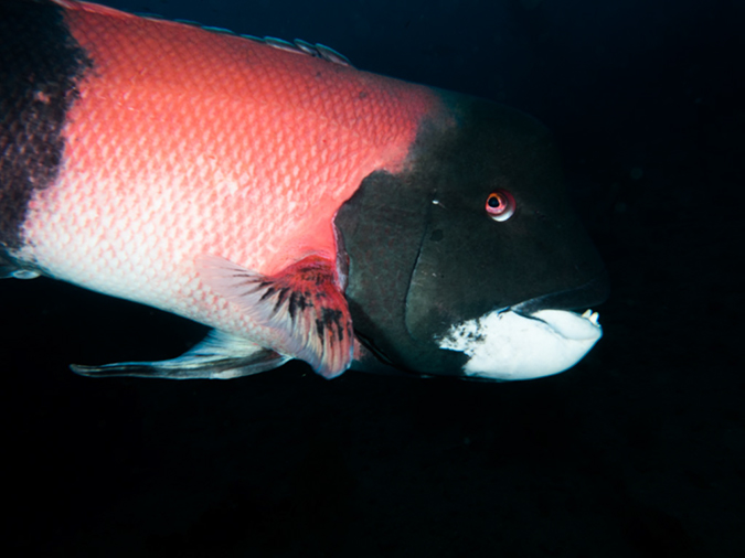%_tempFileName2014-10-13_Avalon_Dive_Park-130026%