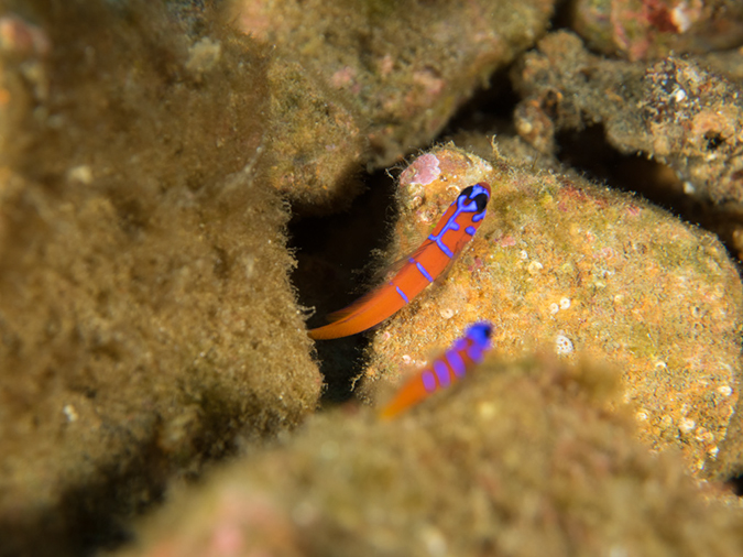 %_tempFileName2014-10-13_Avalon_Dive_Park-130067%