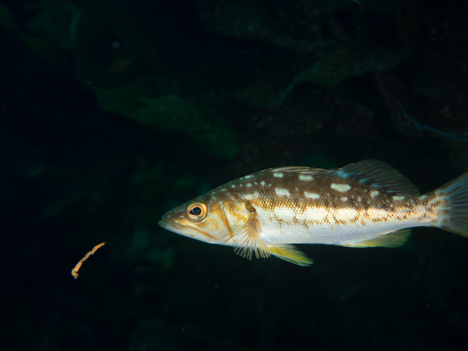 %_tempFileName2014-10-13_Avalon_Dive_Park-130068%