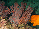 %_tempFileName2014-10-13_Avalon_Dive_Park-130021%