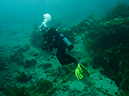 %_tempFileName2014-10-13_Avalon_Dive_Park-130030%