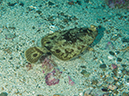 %_tempFileName2014-10-13_Avalon_Dive_Park-130035%