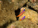 %_tempFileName2014-10-13_Avalon_Dive_Park-130067%