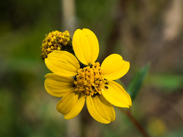 %_tempFileName2014-12-05_Pima_Canyon-051713%