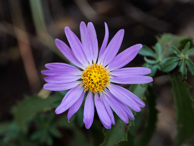 %_tempFileName2014-12-05_Pima_Canyon-051715%