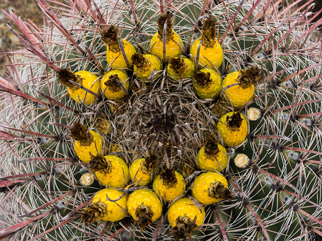 %_tempFileName2014-12-06_01_King_Canyon_Trail_to_Wasson_peak-061751%