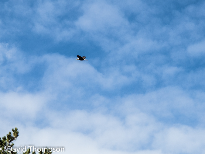 %_tempFileName2014-02-01_02_Sedona_Wilson_Mountain_Trail-5%