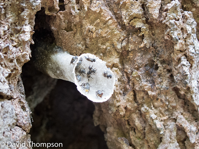 %_tempFileName2014-01-10_01_Chiang_Mai_High_Mountain_Hike_Maetang-32%