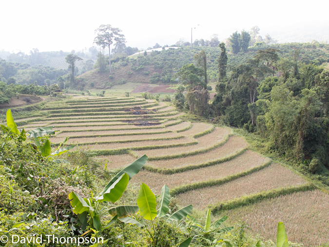 %_tempFileName2014-01-10_01_Chiang_Mai_High_Mountain_Hike_Maetang-47%