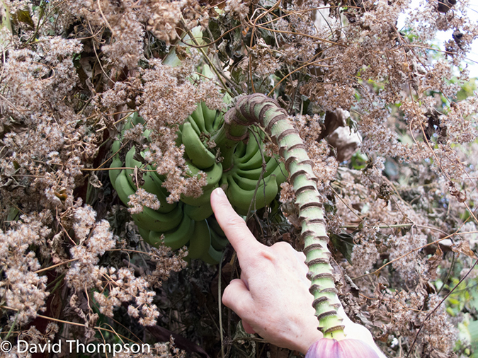 %_tempFileName2014-01-10_01_Chiang_Mai_High_Mountain_Hike_Maetang-51%