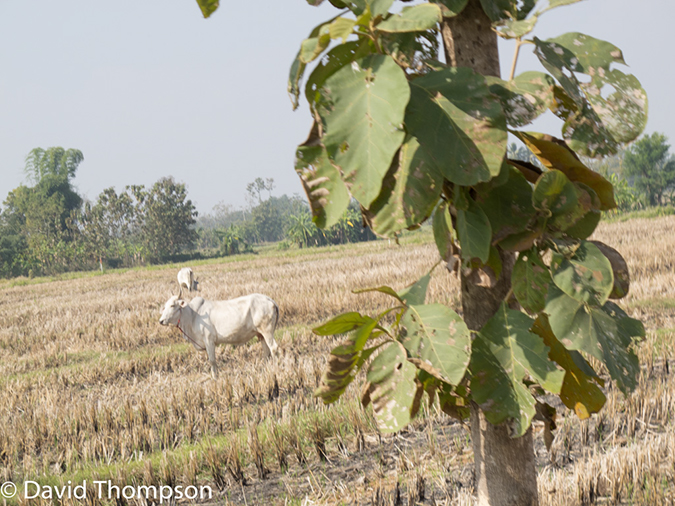 %_tempFileName2014-01-11_02_Chiang_Mai_Lanna_Country_Side_Bike_Ride-32%