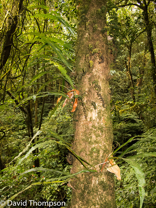 %_tempFileName2014-01-13_03_Chiang_Mai_Doi_Inthanon_National_Park-11%