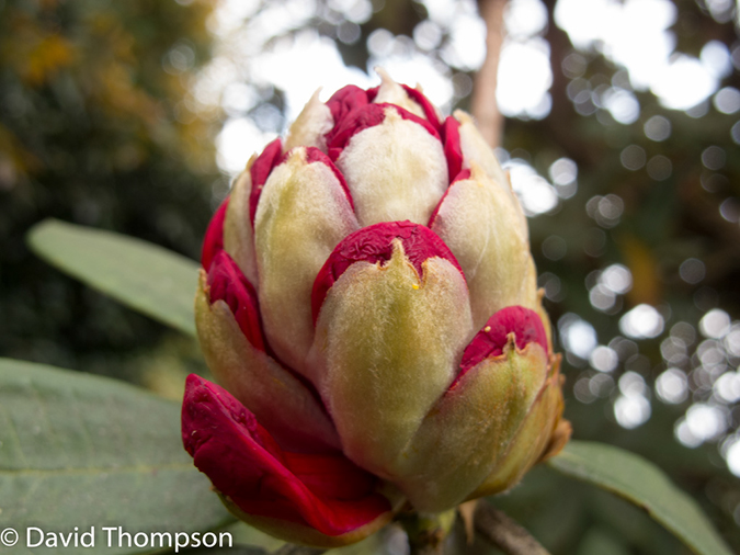 %_tempFileName2014-01-13_03_Chiang_Mai_Doi_Inthanon_National_Park-27%