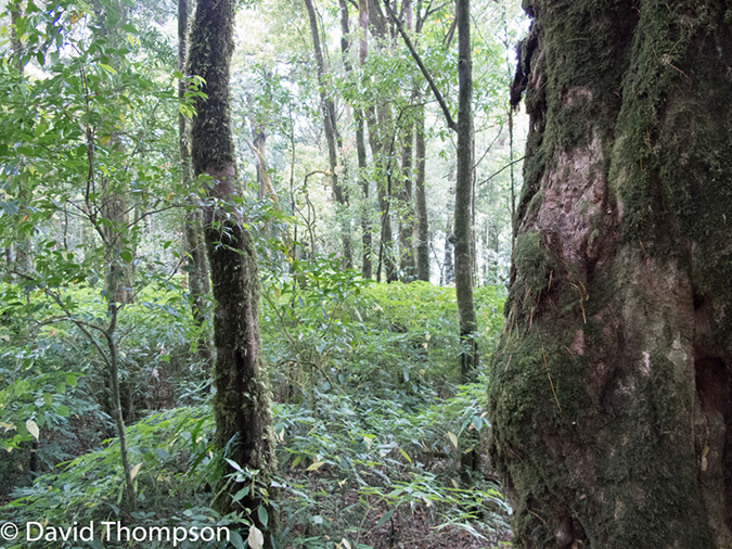 %_tempFileName2014-01-13_03_Chiang_Mai_Doi_Inthanon_National_Park-45%