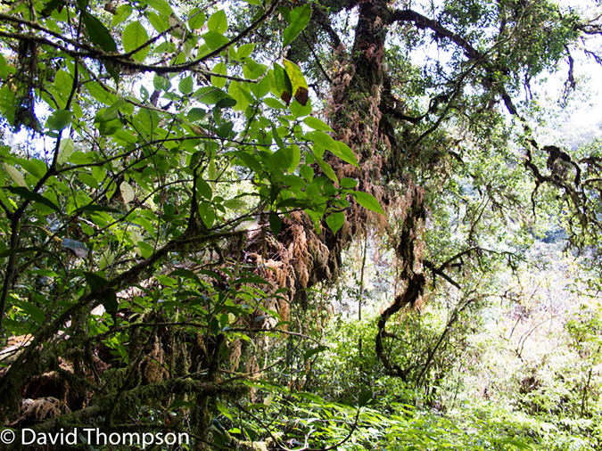 %_tempFileName2014-01-13_03_Chiang_Mai_Doi_Inthanon_National_Park-9%