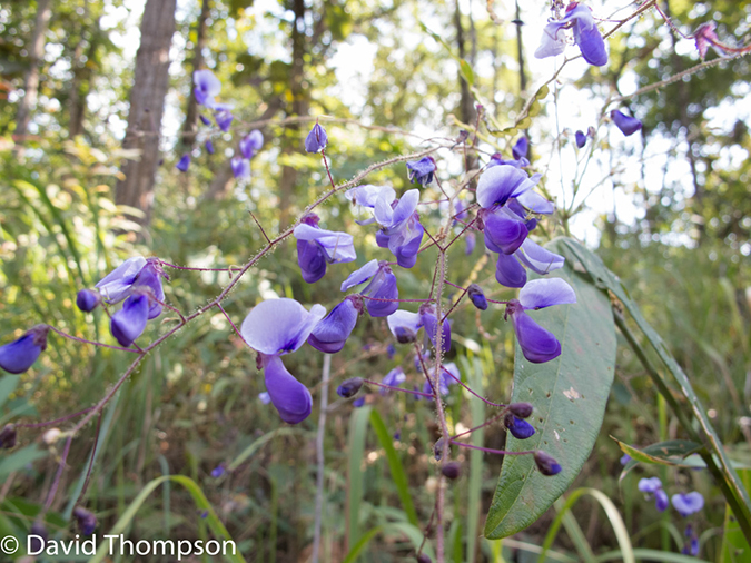 %_tempFileName2014-01-15_02_Chiang_Mai_Hiking_Mae_Taeng_District-12%