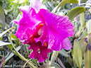 %_tempFileName2014-01-10_02_Chiang_Mai_Orchid_and_Buttery_Farm_Mae_Rim-29%