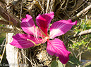 %_tempFileName2014-01-10_02_Chiang_Mai_Orchid_and_Buttery_Farm_Mae_Rim-4%