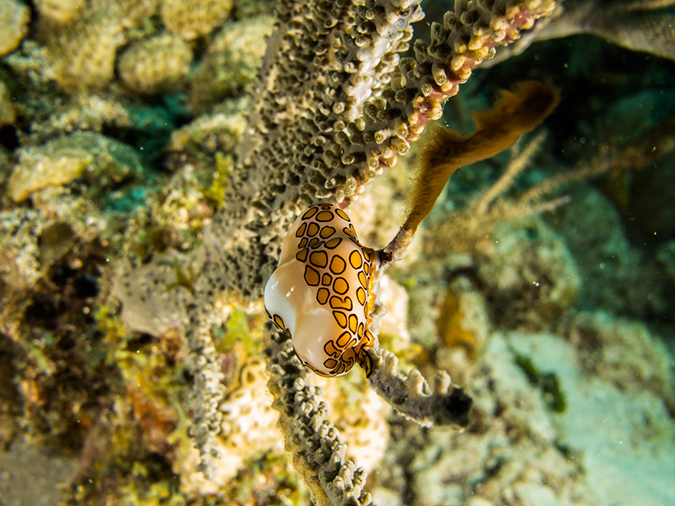 %_tempFileName2014-02-09_02_Utila_Diamond_Key-24%