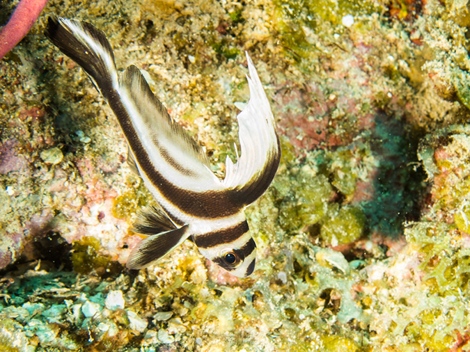 %_tempFileName2014-02-11_03_Utila_Jack_Neil_Point-22%