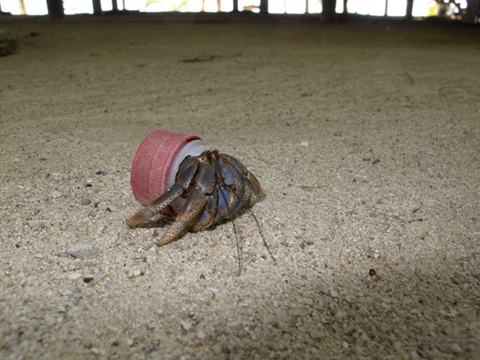 %_tempFileName2014-02-12_04_Utila_Deep_Blue_Resort-11%