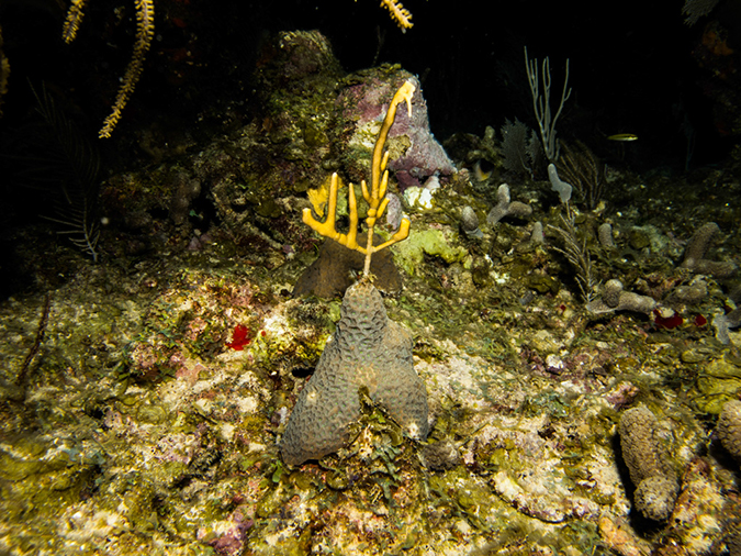 %_tempFileName2014-02-14_01_Utila_Rocky_Point-32%