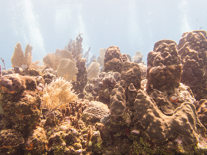 %_tempFileName2014-02-14_02_Utila_Black_Coral_Wall-4%