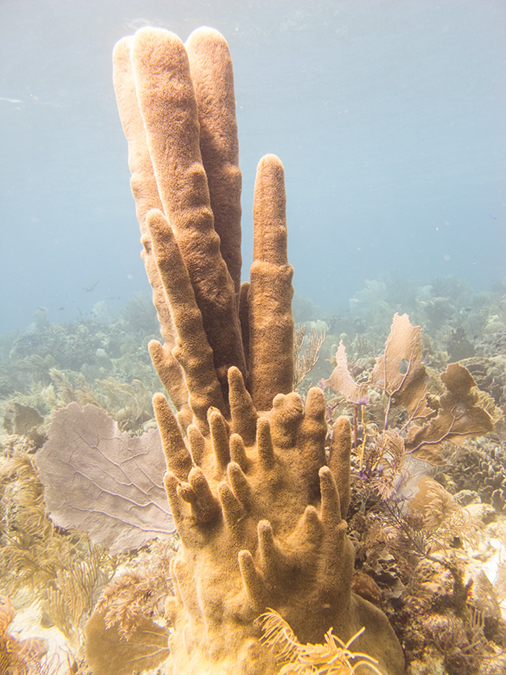 %_tempFileName2014-02-14_02_Utila_Black_Coral_Wall-41%
