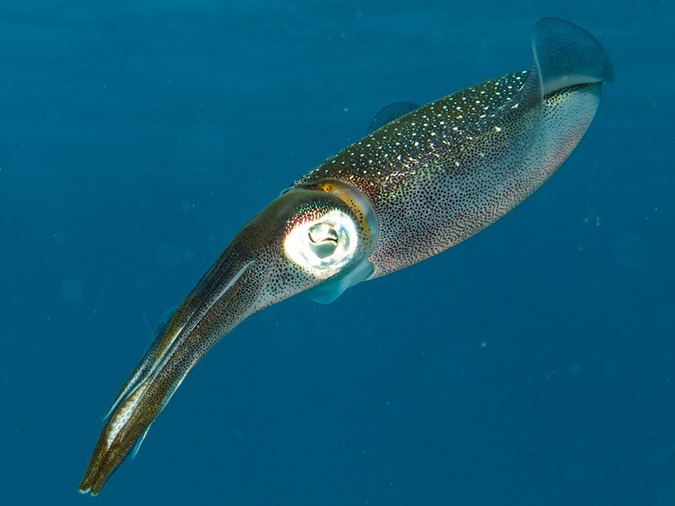 %_tempFileName2014-02-14_02_Utila_Black_Coral_Wall-51%