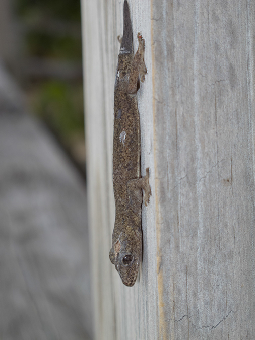%_tempFileName2014-02-14_04_Utila_Deep_Blue_resort-4%