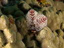 %_tempFileName2014-02-09_02_Utila_Diamond_Key-23%