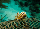 %_tempFileName2014-02-09_02_Utila_Diamond_Key-29%