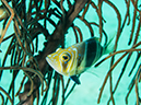 %_tempFileName2014-02-09_03_Utila_Jack_Neil_Cove-17%