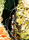 %_tempFileName2014-02-09_03_Utila_Jack_Neil_Cove-22%