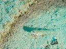 %_tempFileName2014-02-09_03_Utila_Jack_Neil_Cove-3%