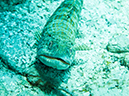 %_tempFileName2014-02-09_03_Utila_Jack_Neil_Cove-42%