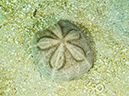 %_tempFileName2014-02-10_04_Utila_Pretty_Bush-43%