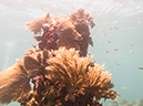 %_tempFileName2014-02-11_03_Utila_Jack_Neil_Point-30%