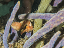 %_tempFileName2014-02-11_04_Utila_Slumberland_Night_Dive-28%