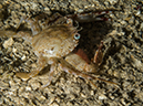 %_tempFileName2014-02-11_04_Utila_Slumberland_Night_Dive-32%