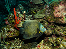 %_tempFileName2014-02-12_01_Utila_West_End-4%