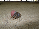 %_tempFileName2014-02-12_04_Utila_Deep_Blue_Resort-11%
