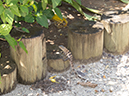 %_tempFileName2014-02-12_04_Utila_Deep_Blue_Resort-5%