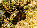 %_tempFileName2014-02-14_01_Utila_Rocky_Point-24%