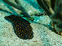 %_tempFileName2014-02-14_01_Utila_Rocky_Point-36%