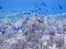 %_tempFileName2014-02-14_01_Utila_Rocky_Point-9%
