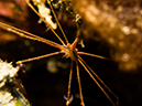 %_tempFileName2014-02-14_02_Utila_Black_Coral_Wall-16%